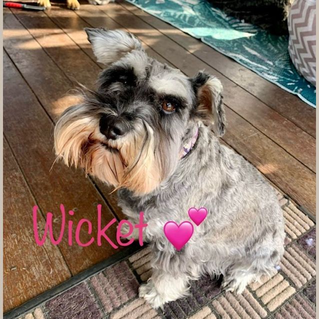 Photo of Wicket   4 Year Old Miniature Schnauzer (Trial)