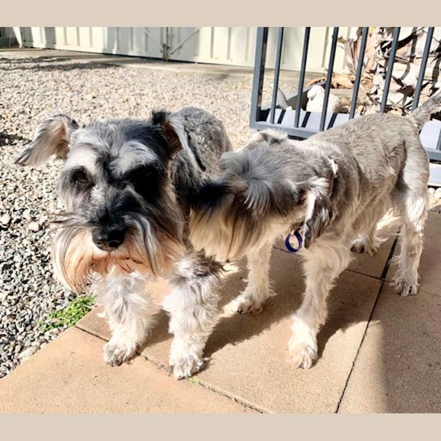 Photo of Wicket   4 Year Old Miniature Schnauzer (Trial)