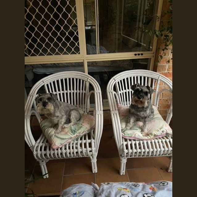 Photo of Wicket   4 Year Old Miniature Schnauzer (Trial)