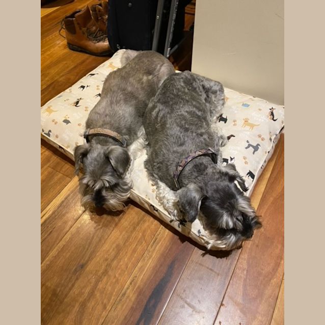 Photo of Wicket   4 Year Old Miniature Schnauzer (Trial)