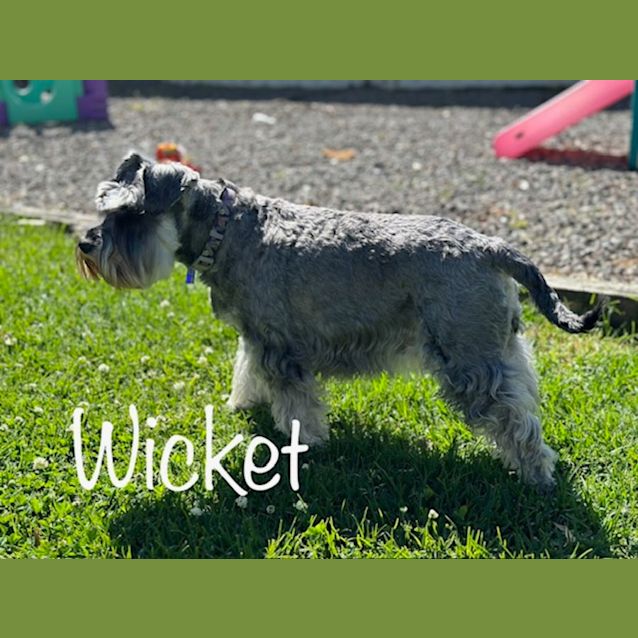 Photo of Wicket   4 Year Old Miniature Schnauzer (Trial)