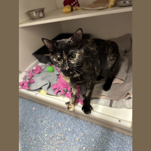 Photo of Pirate