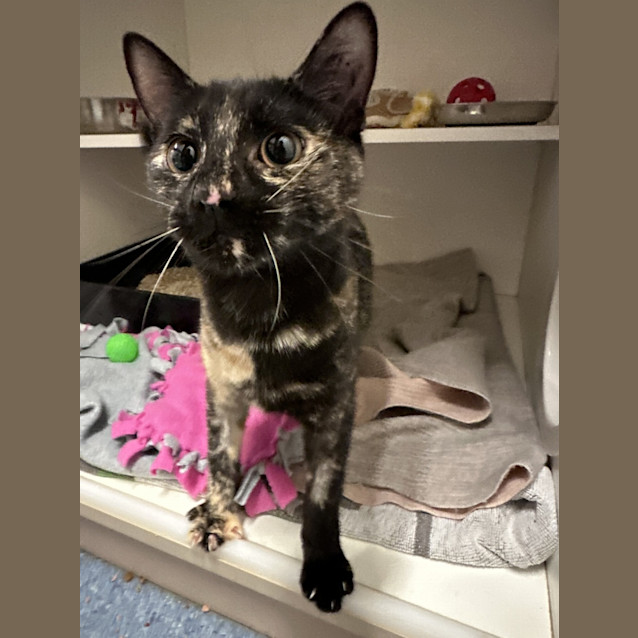Photo of Pirate