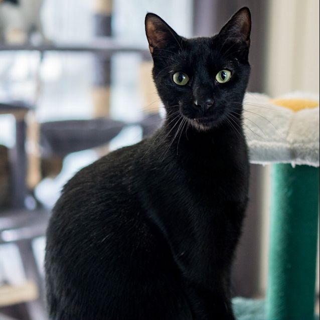 Photo of Sylvester