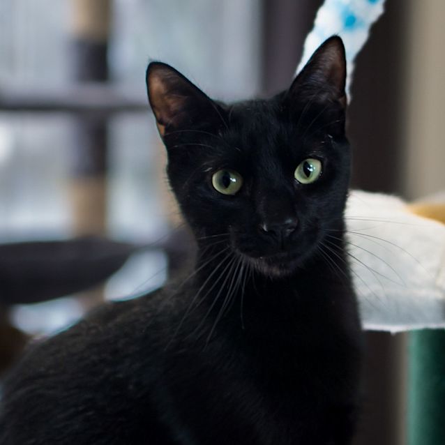 Photo of Sylvester