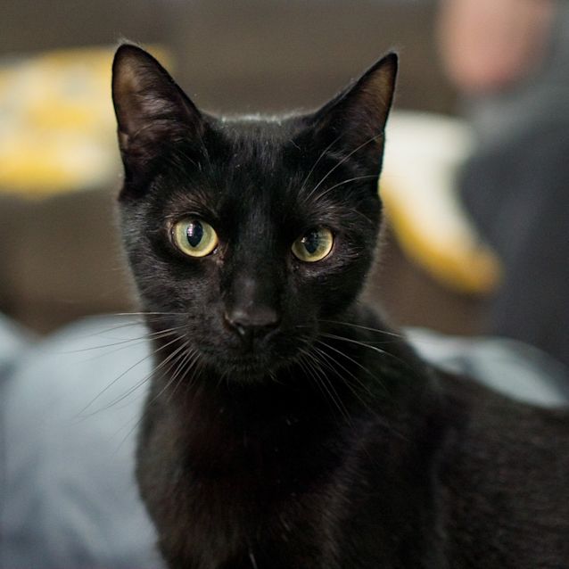 Photo of Sylvester