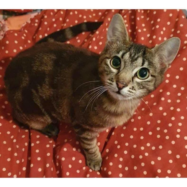 Photo of 9515   Beetle 