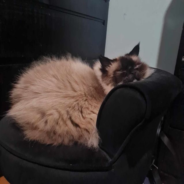 Photo of Gemma   Located In Fawkner