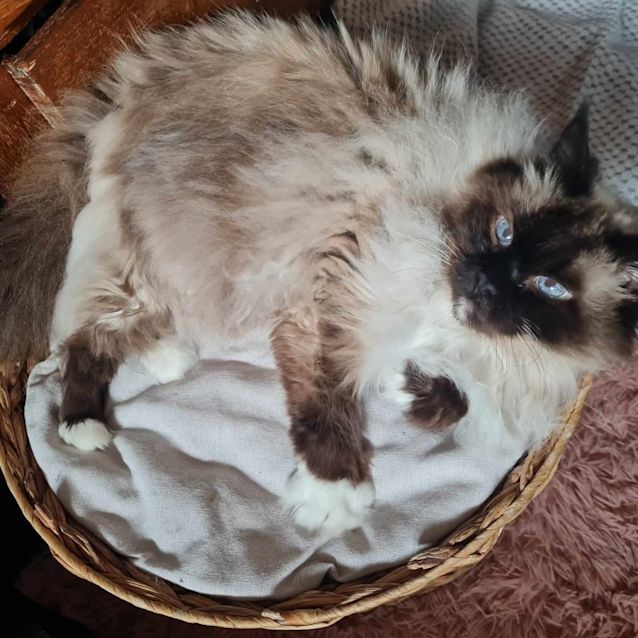 Photo of Gemma   Located In Fawkner