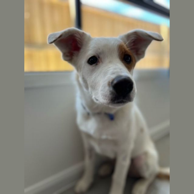 Photo of Spot   6 Month Old Border Collie X (Trial)