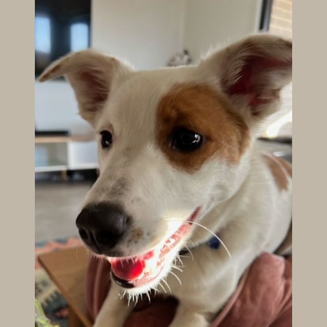 Photo of Spot   6 Month Old Border Collie X (Trial)