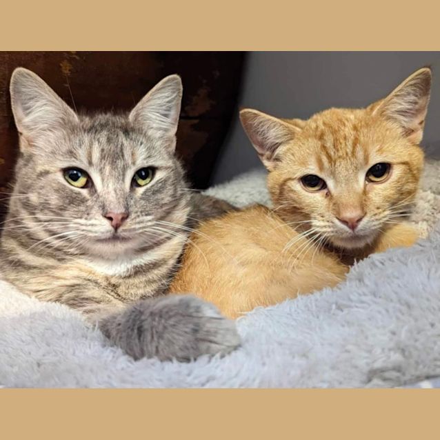 Photo of Papaya & Neko