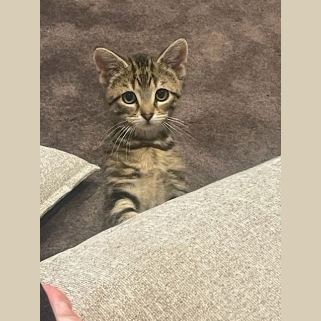 Photo of Clara **2nd Chance Cat Rescue**