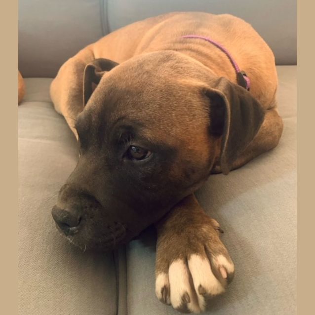 Photo of Zafira