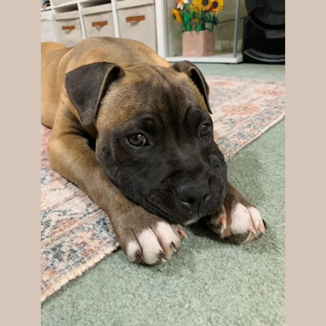 Photo of Zafira