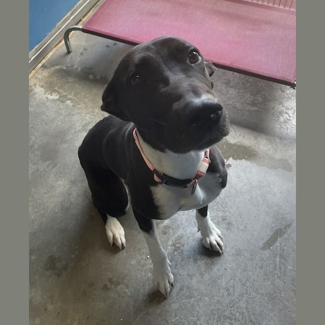 Photo of Lucky
