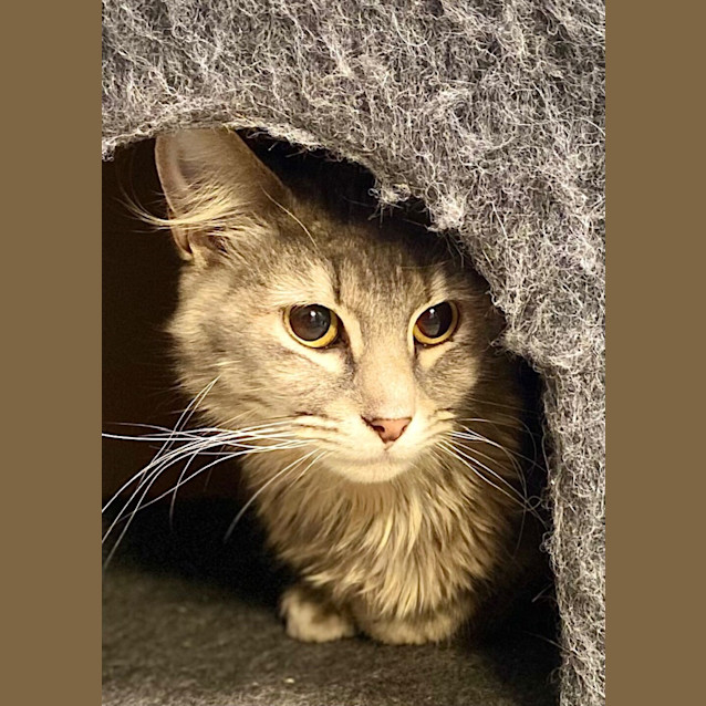 Photo of Sahara