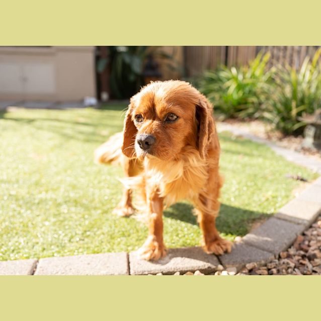 Photo of Ding And Dell