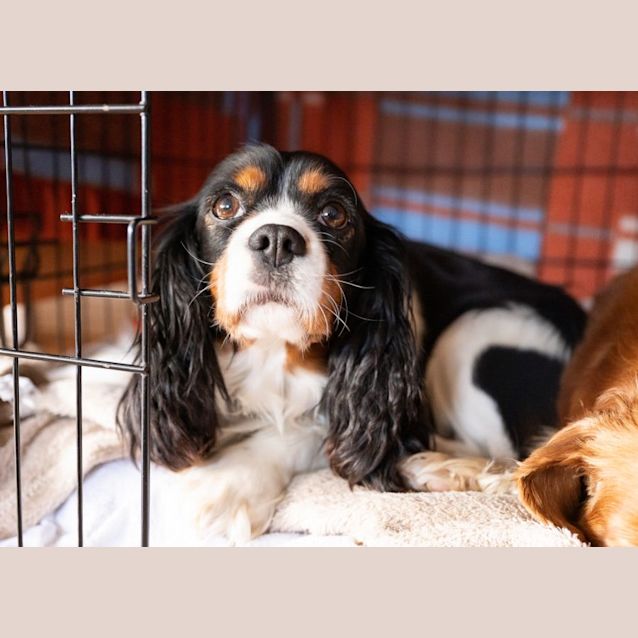 Photo of Ding And Dell