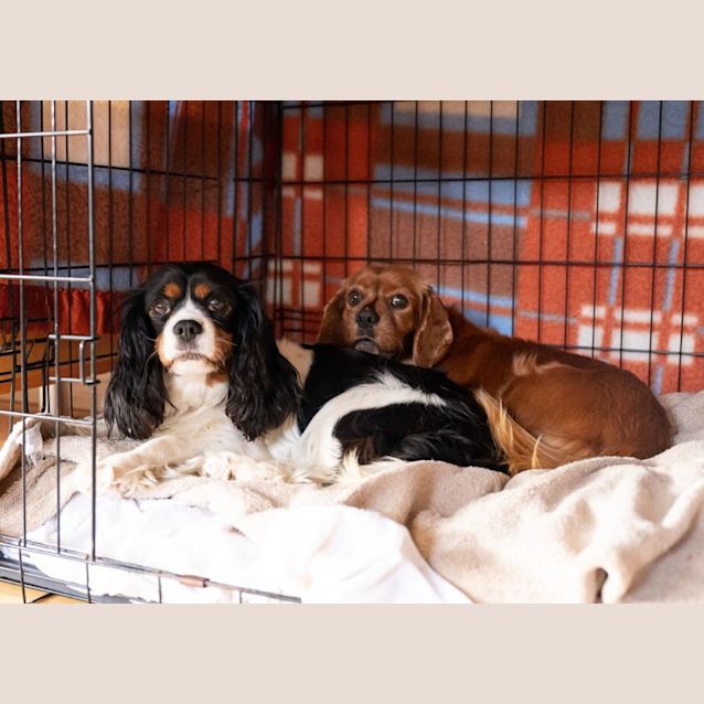 Photo of Ding And Dell