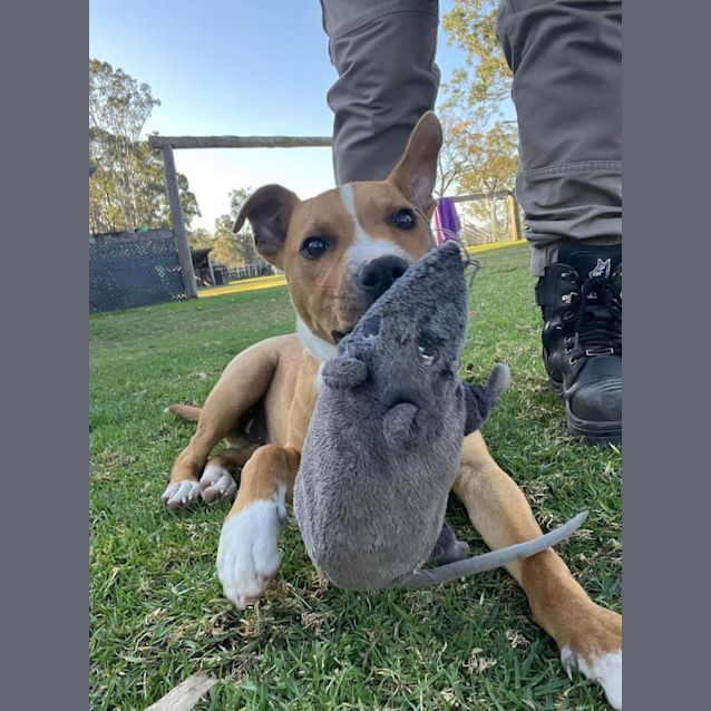Photo of Rigby