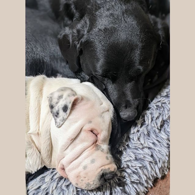 Photo of Daffy   3 Month Old Shar Pei X Staffy (Trial)