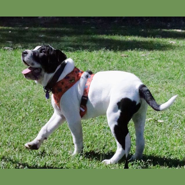 Photo of Daffy   3 Month Old Shar Pei X Staffy (Trial)