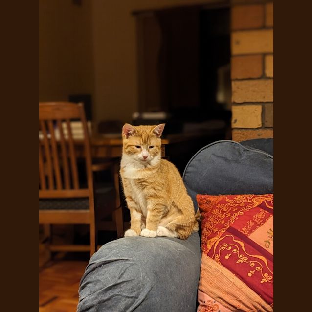 Photo of Melon