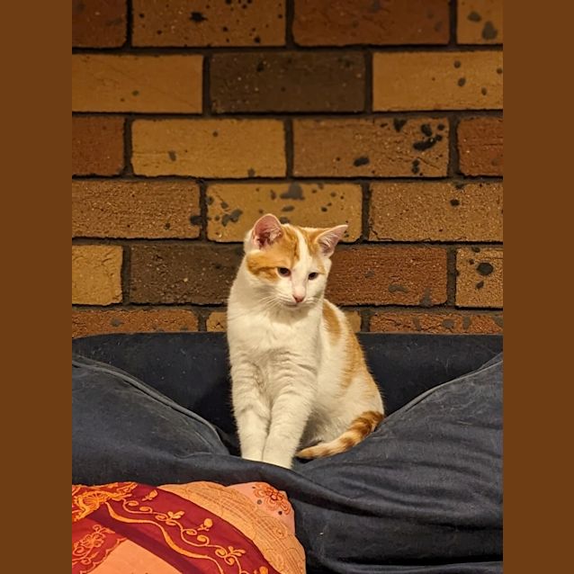 Photo of Pumpkin