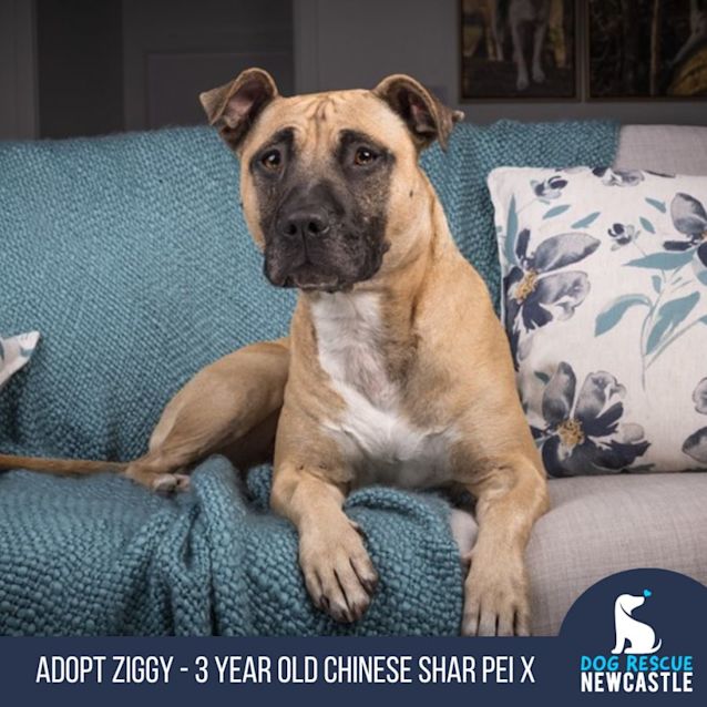 Photo of Ziggy   3 Year Old Shar Pei X (Trial)
