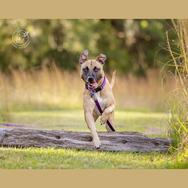 Photo of Ziggy   3 Year Old Shar Pei X (Trial)