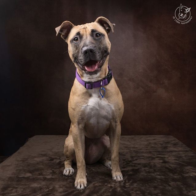 Photo of Ziggy   3 Year Old Shar Pei X (Trial)