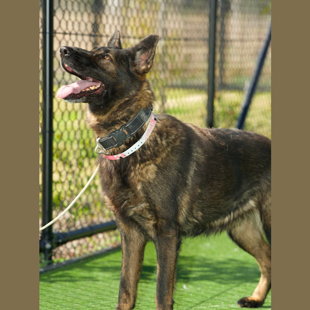 Photo of Penelope Aka Penny