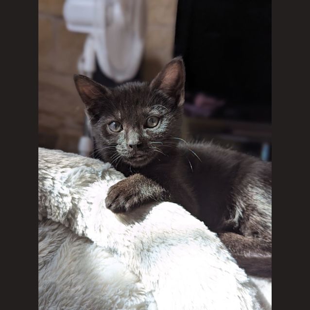 Photo of Alain Prost 