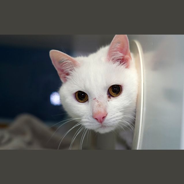 Photo of Ghost