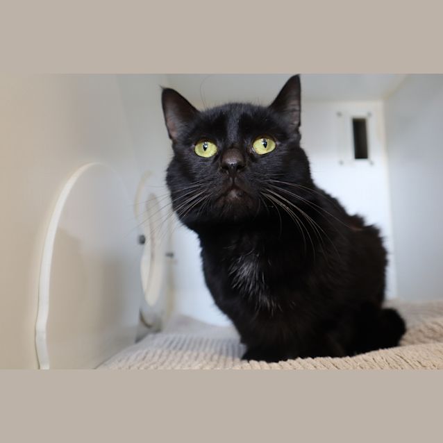 Photo of Snickers