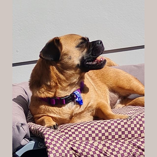 Photo of Lucy   4 Year Old Jack Russell X Pug (Trial)