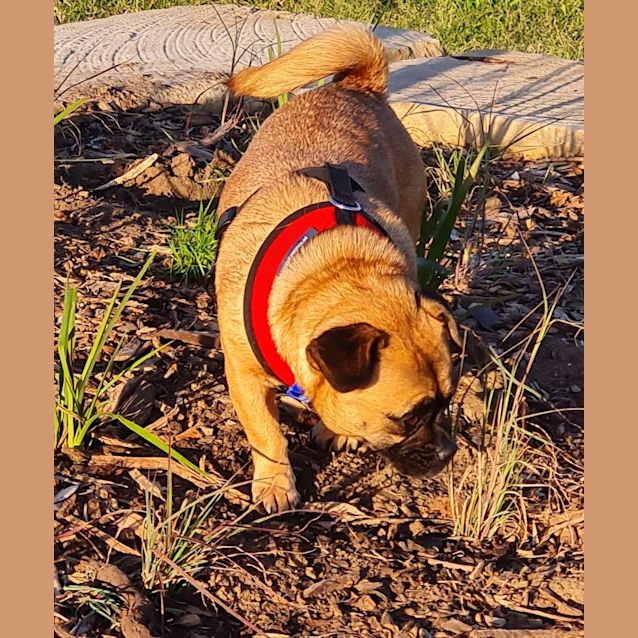 Photo of Lucy   4 Year Old Jack Russell X Pug (Trial)