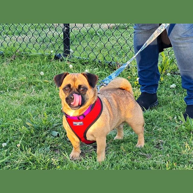 Photo of Lucy   4 Year Old Jack Russell X Pug (Trial)