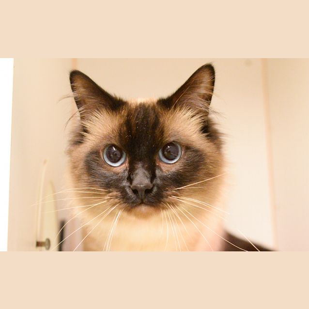 Photo of Mocha