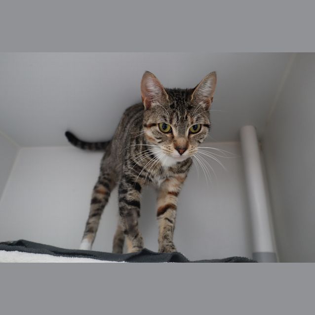 Photo of Pino