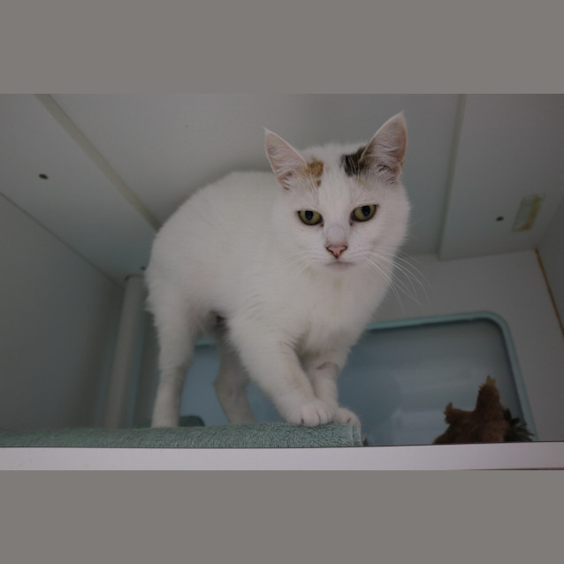 Photo of Hazelnut