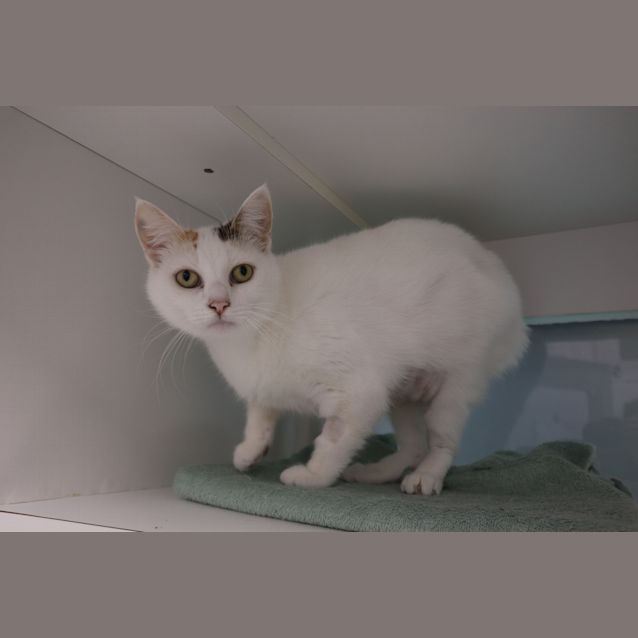 Photo of Hazelnut