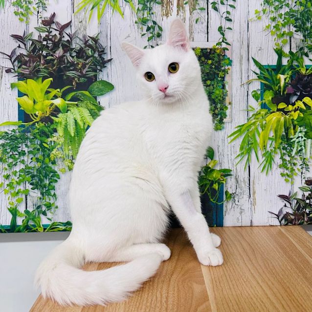 Photo of Snowy  Located In Templestowe