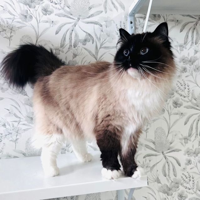 Photo of Trixie   Located In Preston