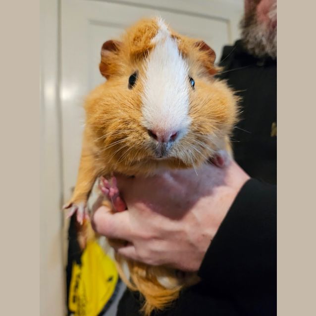Photo of Robin
