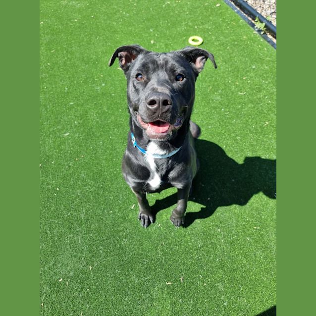 Photo of Dougie Imp 1331