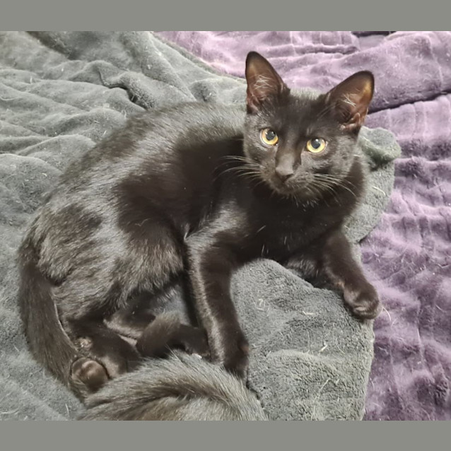 Photo of Pepper