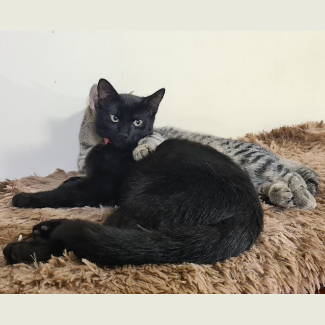 Photo of Pepper