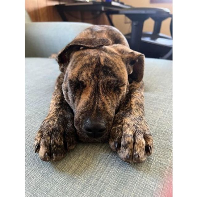 Photo of Jaffa *$150 Adoption Fee*